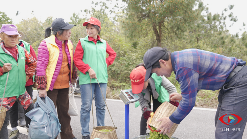 有关于平江：9万多亩翠绿成海 指尖舞蹈正在上演的相关信息(3)