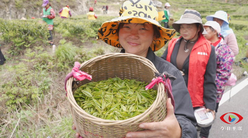 有关于平江：9万多亩翠绿成海 指尖舞蹈正在上演的相关信息(2)