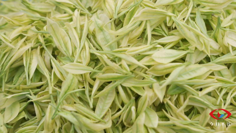 有关于平江：9万多亩翠绿成海 指尖舞蹈正在上演的相关信息(6)