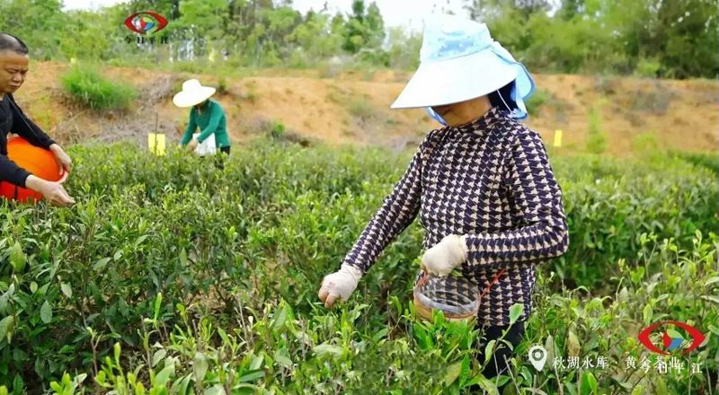有关于平江：9万多亩翠绿成海 指尖舞蹈正在上演的相关信息(7)