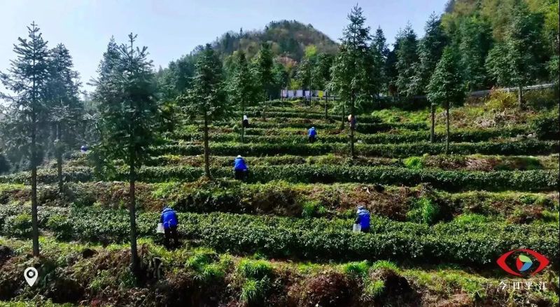 有关于平江：9万多亩翠绿成海 指尖舞蹈正在上演的相关信息(4)