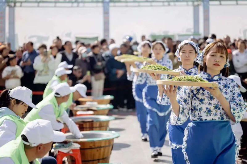 关于传承匠心，云集赛茶！2023年镇巴毛尖手工制作技能大赛开赛的新闻(4)