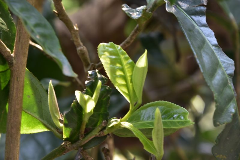 有关于2023年凤凰窝古树春茶8000-25000元的相关内容(1)