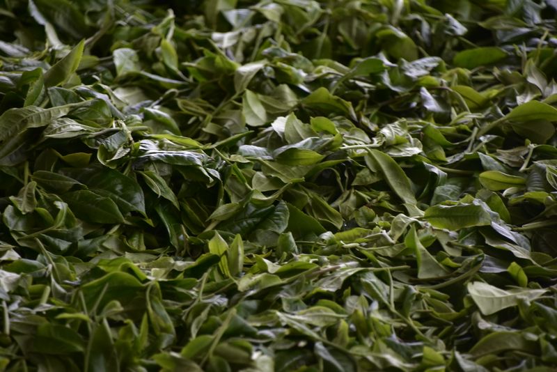 有关于2023年凤凰窝古树春茶8000-25000元的相关内容(2)