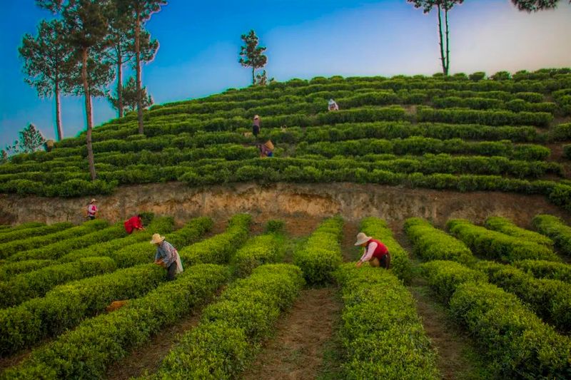 有关于开江县灵岩镇“一村一项目”茶产业助力乡村振兴的资讯(3)
