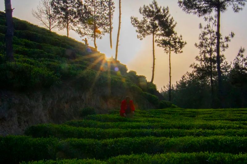 有关于开江县灵岩镇“一村一项目”茶产业助力乡村振兴的资讯(1)