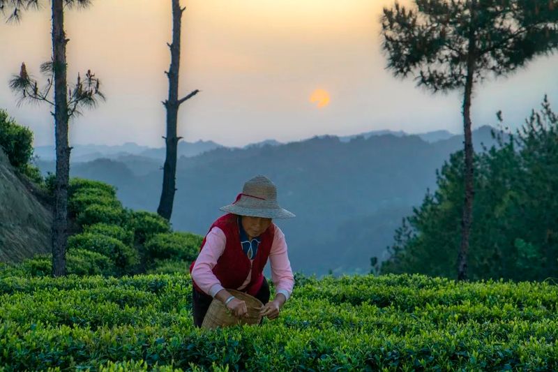 有关于开江县灵岩镇“一村一项目”茶产业助力乡村振兴的资讯(2)