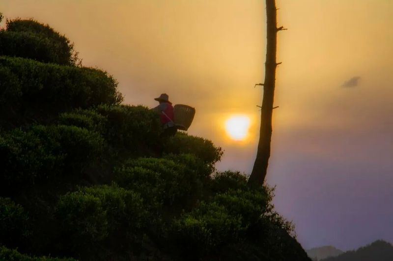 有关于开江县灵岩镇“一村一项目”茶产业助力乡村振兴的资讯