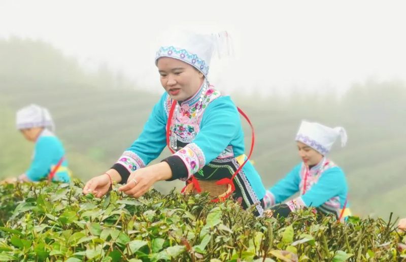 有关于都匀毛尖 香飘世界的好茶的最新消息(1)