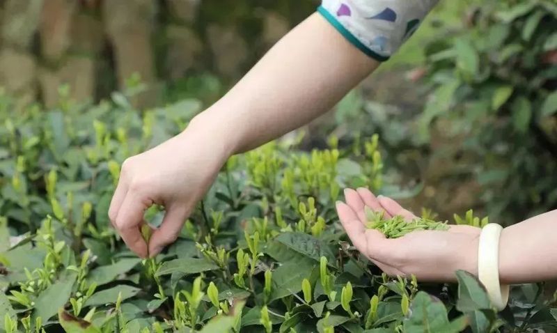 有关于都匀毛尖 香飘世界的好茶的最新消息(2)