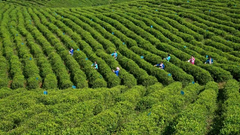 有关于都匀毛尖 香飘世界的好茶的最新消息(5)