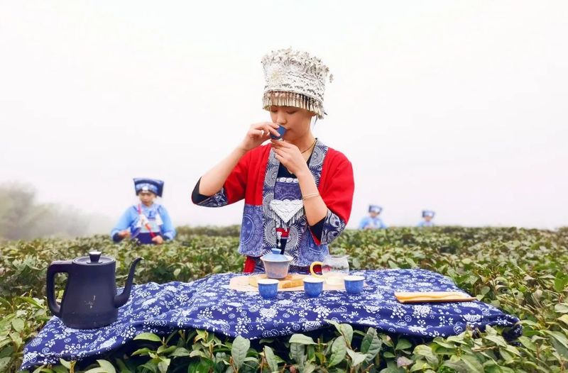 有关于都匀毛尖 香飘世界的好茶的最新消息(6)