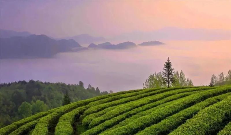 有关于都匀毛尖 香飘世界的好茶的最新消息(7)