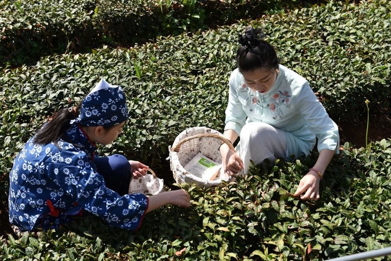 关于“茶起岚山”2023中国·日照海岸绿茶春季开园节举行的新闻(1)