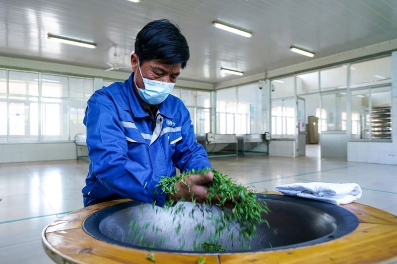 关于“茶起岚山”2023中国·日照海岸绿茶春季开园节举行的新闻(7)