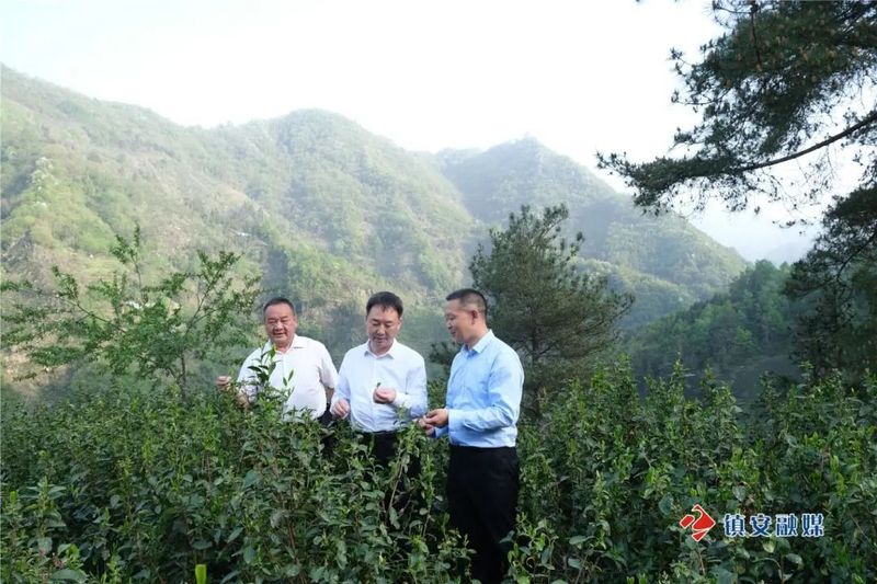 关于袁礼锋深入达仁镇调研茶叶产业发展的内容