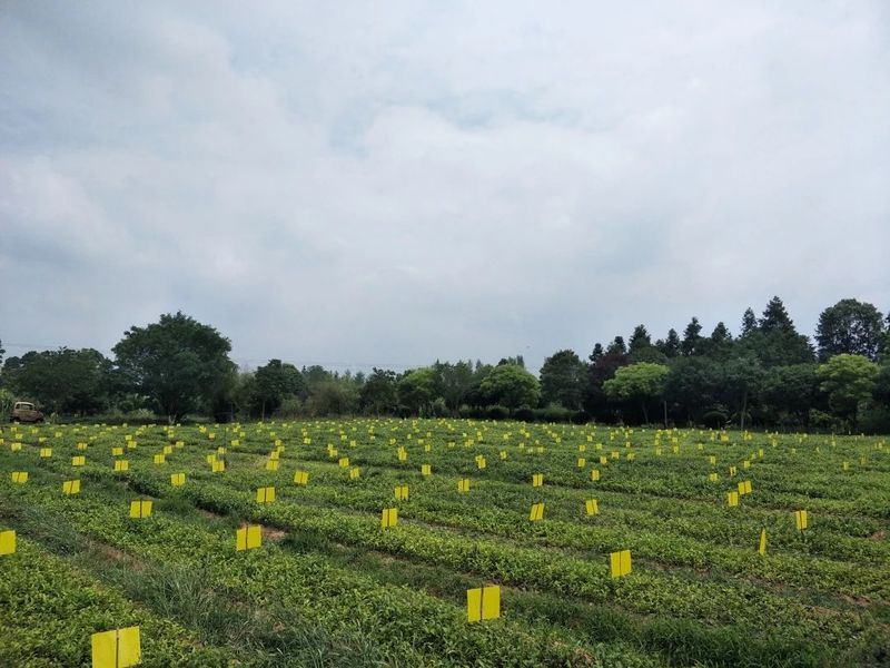 关于手机管茶园，制茶数字化——从金井茶园看湘茶产业升级的最新消息(5)
