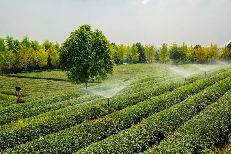 关于手机管茶园，制茶数字化——从金井茶园看湘茶产业升级的最新消息(1)