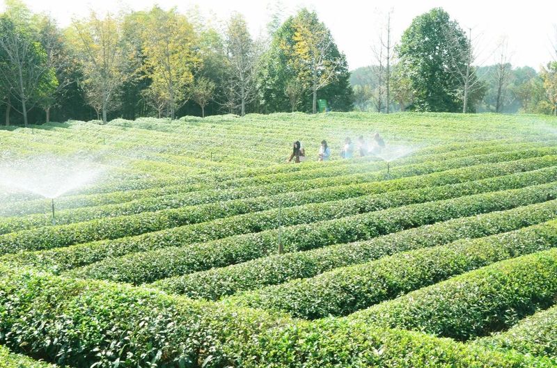 关于手机管茶园，制茶数字化——从金井茶园看湘茶产业升级的最新消息(2)