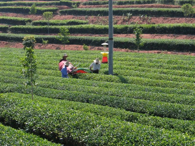 关于手机管茶园，制茶数字化——从金井茶园看湘茶产业升级的最新消息(4)