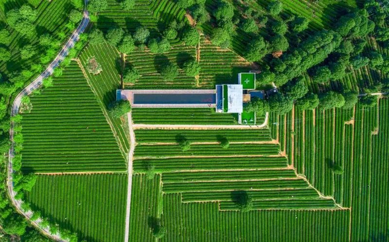 关于手机管茶园，制茶数字化——从金井茶园看湘茶产业升级的最新消息