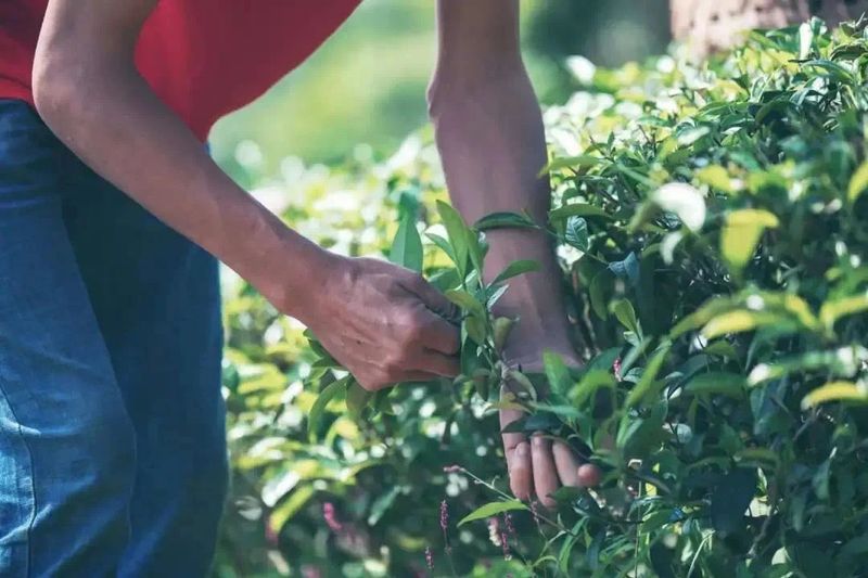 关于采茶季，忙碌的武夷山 邀你来寻茶的内容(2)