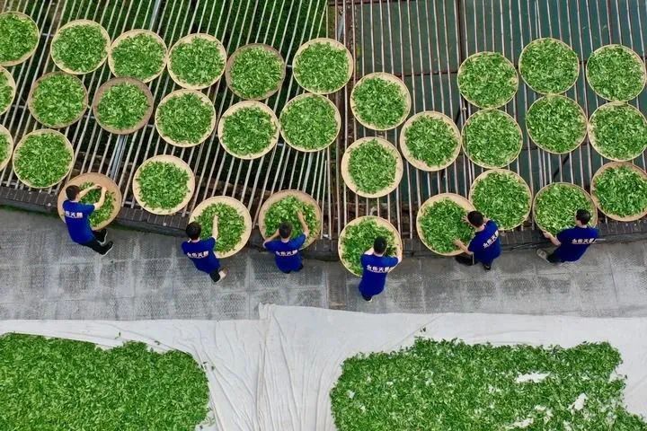 关于采茶季，忙碌的武夷山 邀你来寻茶的内容(5)