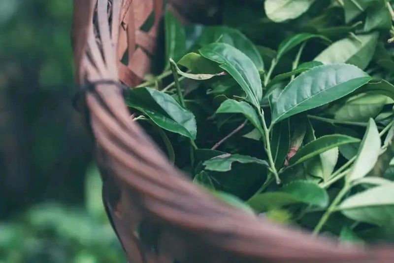 关于采茶季，忙碌的武夷山 邀你来寻茶的内容(3)