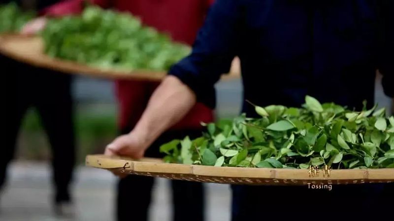 关于采茶季，忙碌的武夷山 邀你来寻茶的内容(6)