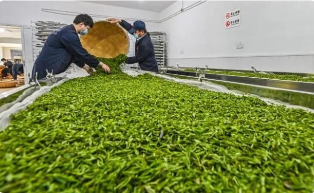 有关于龙井春茶季进入尾声，茶农茶企制茶忙的相关内容