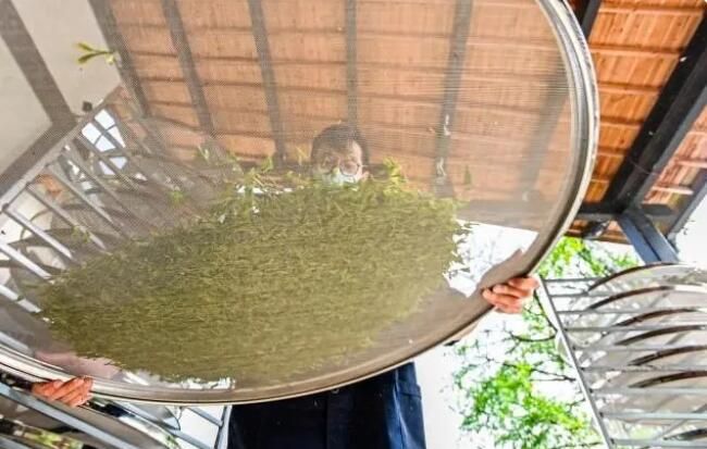 有关于龙井春茶季进入尾声，茶农茶企制茶忙的相关内容(2)