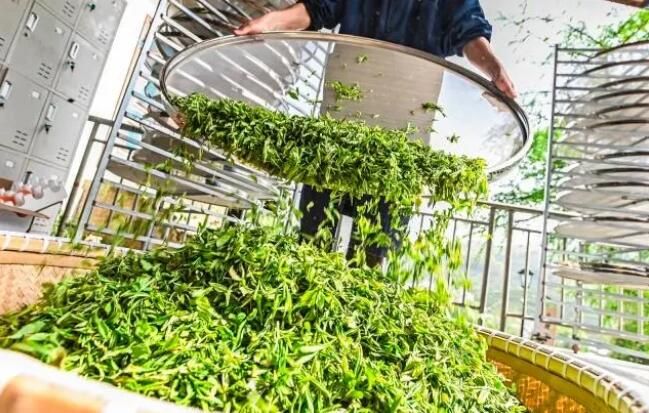 有关于龙井春茶季进入尾声，茶农茶企制茶忙的相关内容(1)