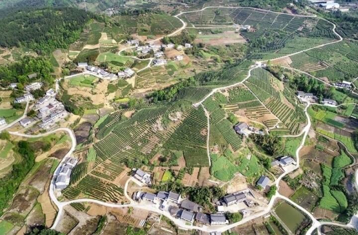 有关于湖北竹山：千人徒步“丈量”山水茶园的最新消息