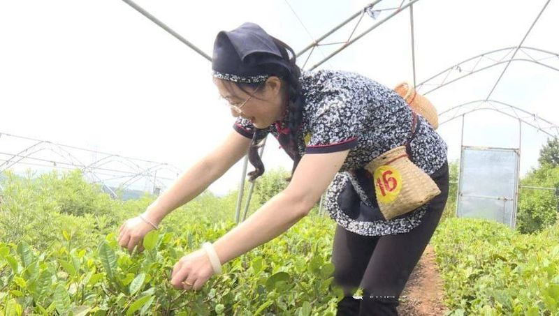 关于海阳：茶香四溢 高手过招评比“海阳工匠”的内容(3)