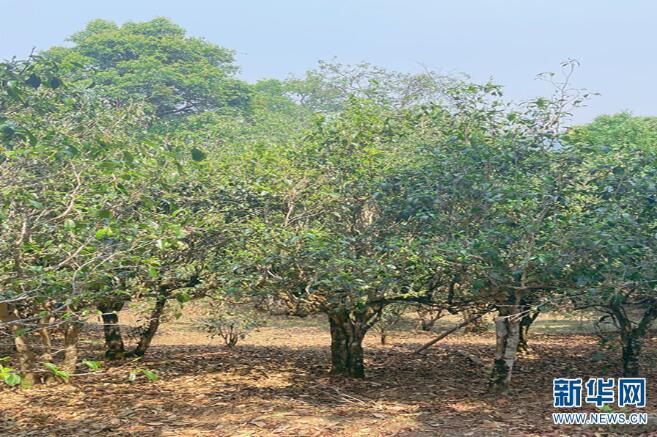 关于一周速读：2023普洱茶交易会、中国红茶消费发展论坛、首个茶叶碳标签发布的内容(7)