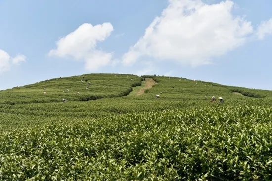 关于瓮安：做优做强茶产业 全力助推乡村振兴的资讯