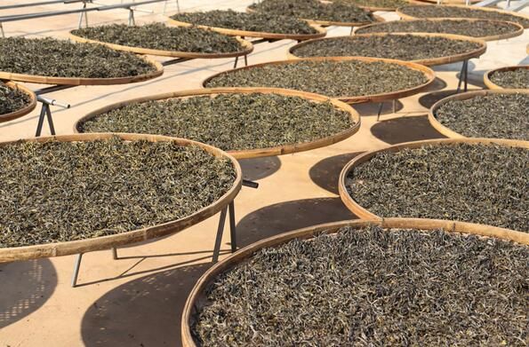 关于云南凤庆：采得春茶富山乡的相关信息(3)