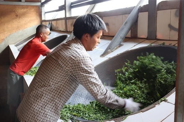 关于云南凤庆：采得春茶富山乡的相关信息(2)