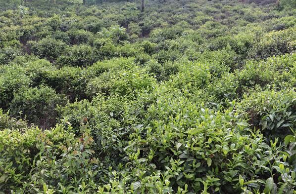 关于云南凤庆：采得春茶富山乡的相关信息