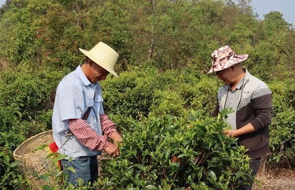 关于云南凤庆：采得春茶富山乡的相关信息(1)