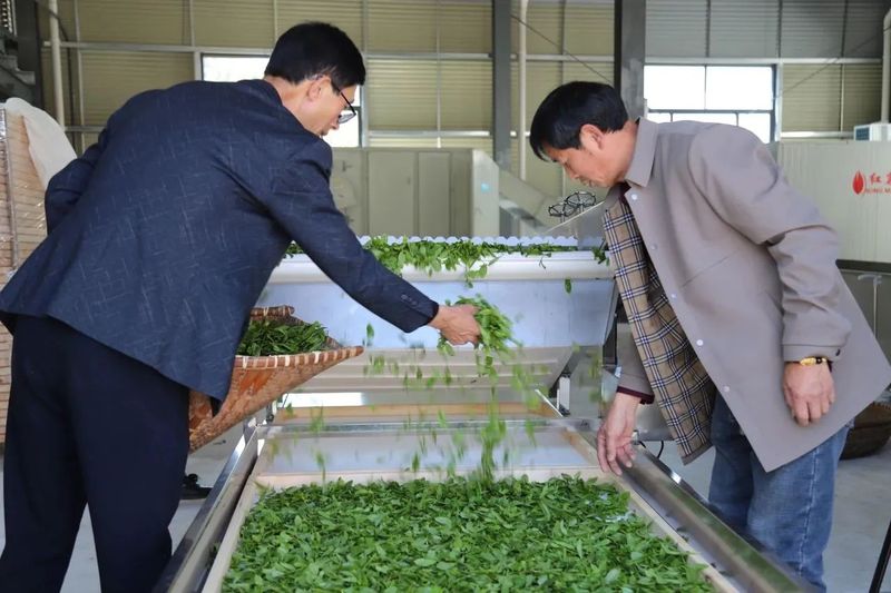 关于“共富茶坊”建成投产，上虞高山村飘出共富新茶香的资讯(2)