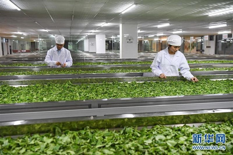 关于中法两国元首松园茶叙,纵论古今的相关内容(6)