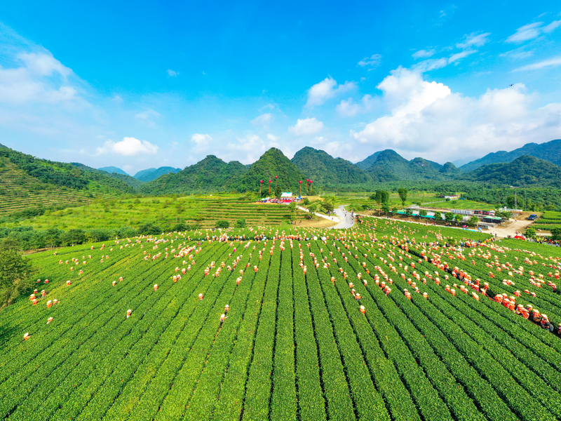 关于中法两国元首松园茶叙,纵论古今的相关内容(4)