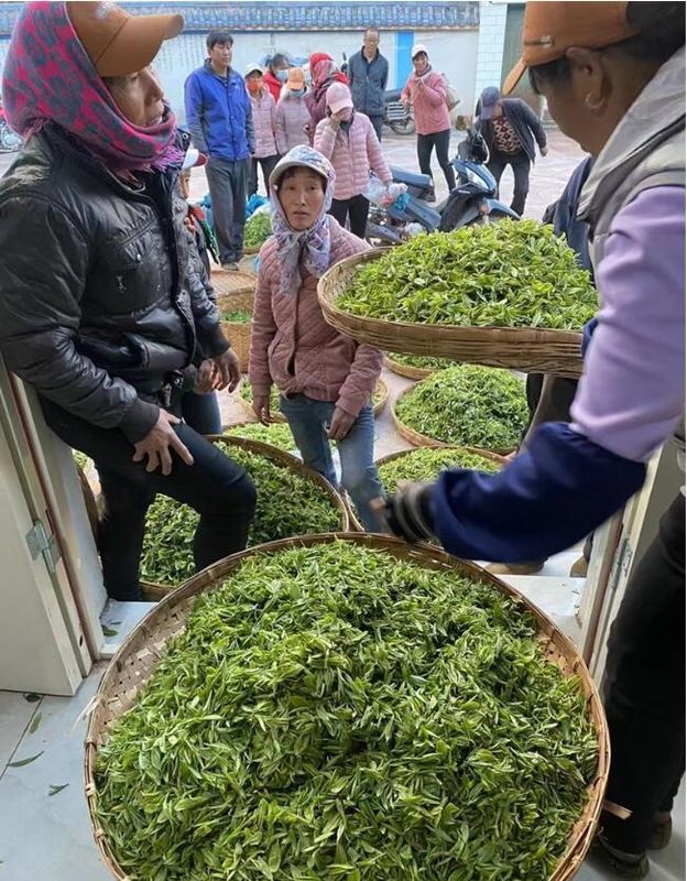 有关于云南南华：万亩茶山变“金山”的信息(2)