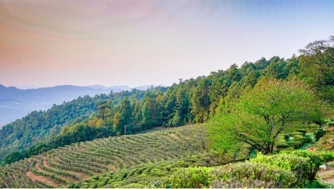 有关于云南南华:万亩茶山变“金山”的信息(1)