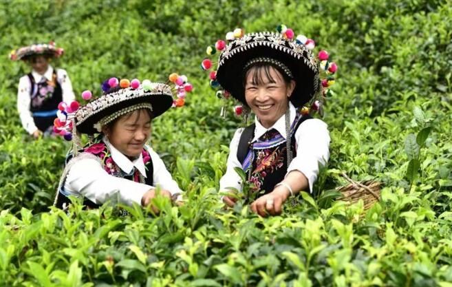 有关于云南南华:万亩茶山变“金山”的信息