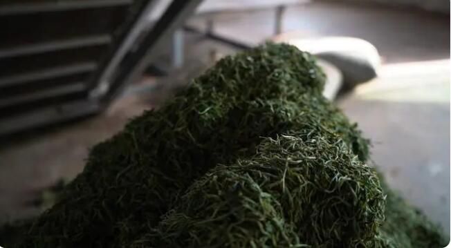 关于岑巩县思旸镇:山上采茶忙 山下茶飘香的相关内容(2)