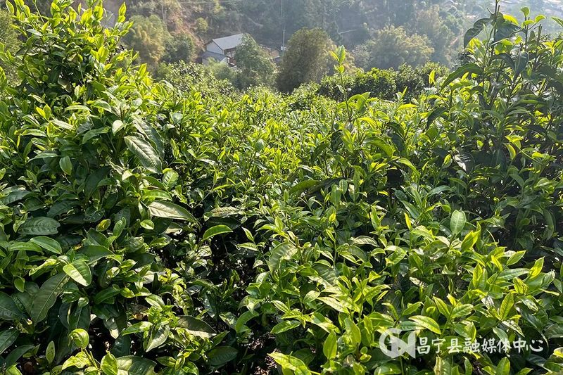 有关于昌宁漭水:春到茶山采茶忙的相关内容