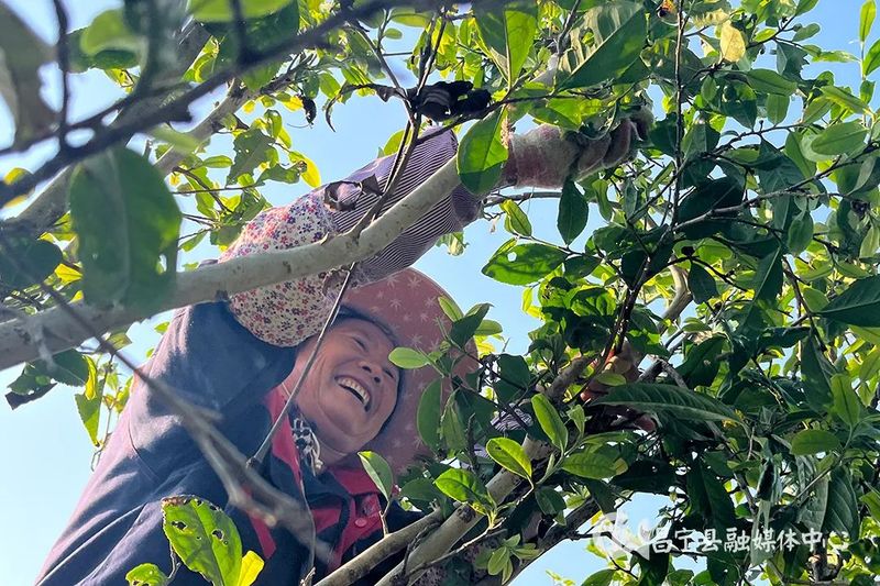 有关于昌宁漭水:春到茶山采茶忙的相关内容(1)