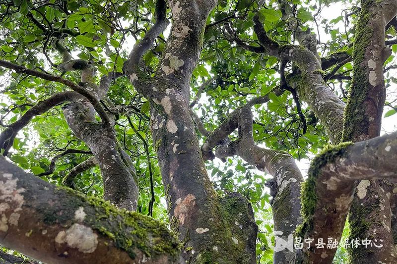 有关于昌宁漭水:春到茶山采茶忙的相关内容(4)